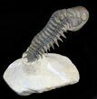 Flying Crotalocephalina Trilobite - Excellent Preservation #39788-5